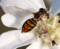 Female Syrphid Fly (Taxomerus marginatus), showing its Spurious Vein & Halteres