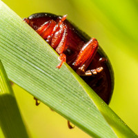 Beetle (from Below)