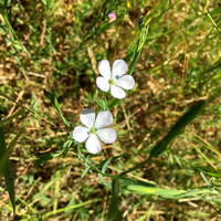 Pale Flax (Linum bienne) (?)