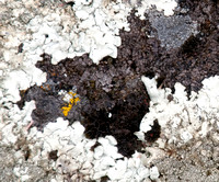 Lichen on Serpentine Rock (Detail)