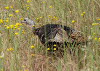 Wild Turkey with Weedy Hawksbeard