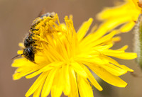 Pollen-covered Bee on Weedy Hawksbeard (Crepis vesicaria ssp, taraxacifolia)