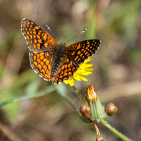 Northern Checkerspot Butterfly (Chlosyne palla) (?)