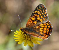 Northern Checkerspot Butterfly (Chlosyne palla) (?) (2)