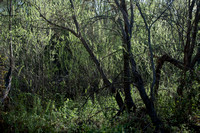 Wetland Forest