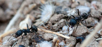 Harvester Ants (Messor andrei)