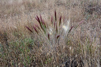 Big Squirreltail Grass (Elymus multisetus)