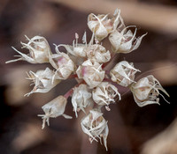 Flower of Narrow-leaved Onion (Allium amplectens) (?)