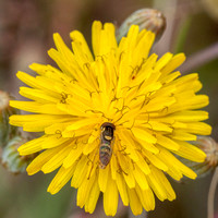 Beefly on Yellow Flower of Weedy Hawksbeard (Crepis vesicaria ssp. taraxacifolia)