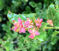 Insect on Coast Live Oak (Quercus agrifolia)