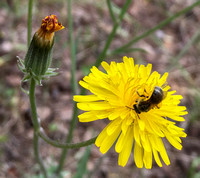 Bee on Flower of Weedy Hawksbeard (Crepis vesicaria ssp. taraxacifolia)
