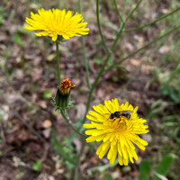 Pollen-covered Bee on Flower of Weedy Hawksbeard (Crepis vesicaria ssp. taraxacifolia)