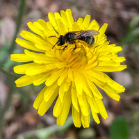 Pollen-covered Bee on Flower of Weedy Hawksbeard (Crepis vesicaria ssp. taraxacifolia) (Detail)