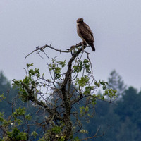 Red-tailed Hawk (Buteo jamaicensis) in Valley Oak (Quercus lobata) (Closer)