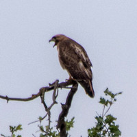 Red-tailed Hawk (Buteo jamaicensis) Calls