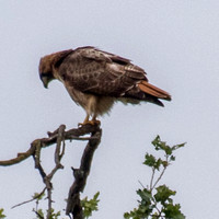 Red-tailed Hawk (Buteo jamaicensis) Leans Forward