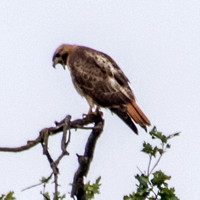 Red-tailed Hawk (Buteo jamaicensis) Calls (2)