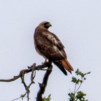 Red-tailed Hawk (Buteo jamaicensis) Looks Back