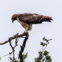 Red-tailed Hawk (Buteo jamaicensis) Leans Forward Again
