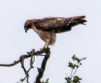 Red-tailed Hawk (Buteo jamaicensis) Lifts its Tail