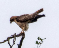 Red-tailed Hawk (Buteo jamaicensis) Focuses Inward