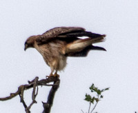 Red-tailed Hawk (Buteo jamaicensis) Folds Wings