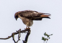 Red-tailed Hawk (Buteo jamaicensis) (13)