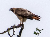 Red-tailed Hawk (Buteo jamaicensis) (15)