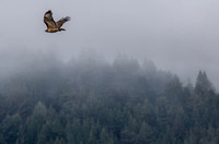 Red-tailed Hawk (Buteo jamaicensis) and Fog
