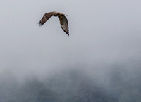 Red-tailed Hawk (Buteo jamaicensis) in Flight (3)