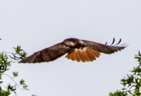 Red-tailed Hawk (Buteo jamaicensis) Spreads Wings for Landing