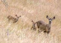 Deer and Fawns at Dawn (2)