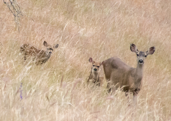 Deer and Fawns at Dawn (2)
