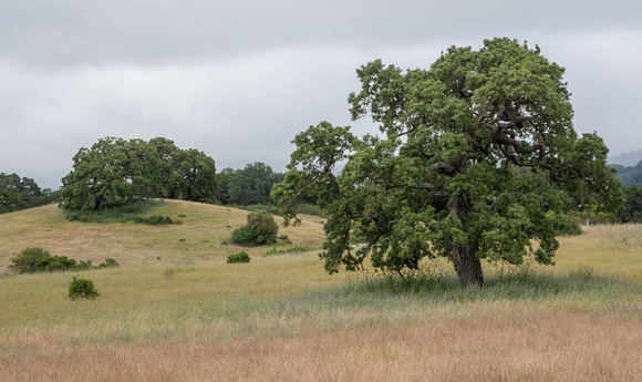 Valley Oaks (Quercus lobata) in the Grassland