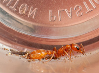 Rare Twig Ant (Pseudomyrmex apache) in Sample Bottle