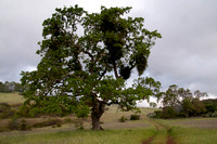 Valley Oak (Quercus lobata) and Mistletoe