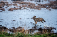 Coyote Running