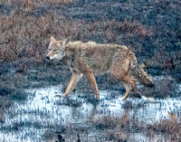 Coyote Moves Through Wetlands (2)