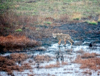 Coyote Moves Through Wetlands (Wider View)