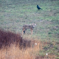 Coyote (Canis latrans) with Common Raven (Corvus corax) in Frog Pond