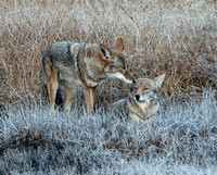 Coyote Pair (2)