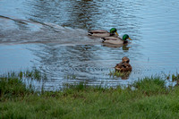Mallard Ducks (Anas platyrhynchos) in the Frog Pond