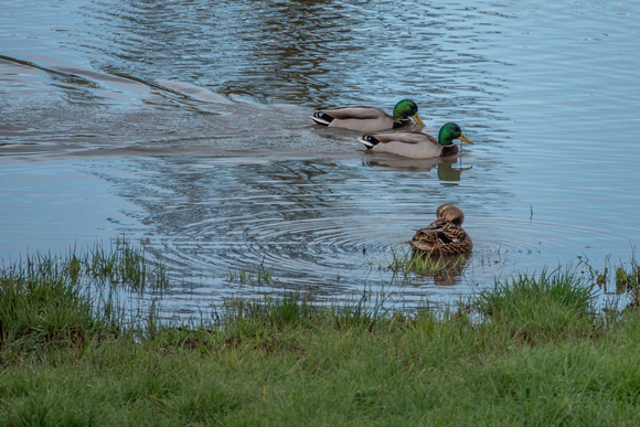 Mallard Ducks (Anas platyrhynchos) in the Frog Pond