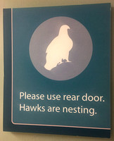 Hawks Nesting