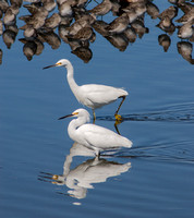 Two Snowy Egrets(Egretta thula) and Birds