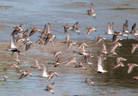 Flock of Shorebirds