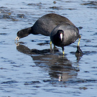 American Coots (Fulica americana) Feed in the Mud