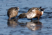 Northern Shovelers (Anas clypeata) Feed in the Mud