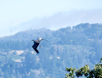 Great Blue Heron Takes Off (3)