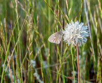 Common Ringlet Butterfly (Coenonympha tullia california) on Blow-wives (Achyracheana mollis)